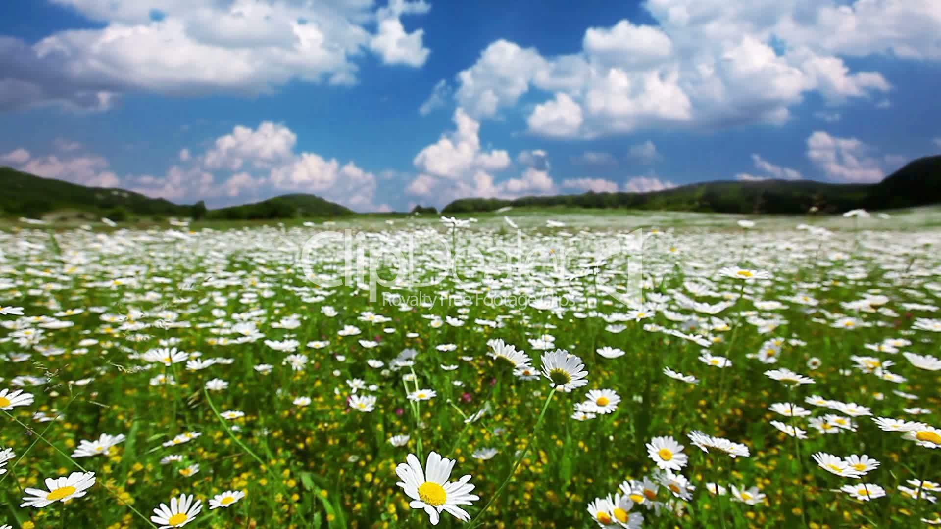 Хакасия фото Ромашковое поле и голубое небо
